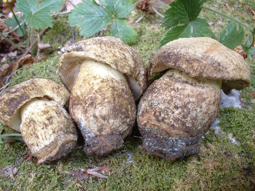 boletus albidus?